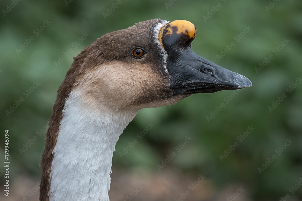 Poster close up profile portrait of the head of a swan goose looking to the right showing eye and beak