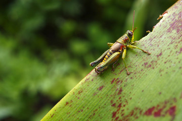 Grasshopper on a leaf