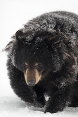 Snow Covered Black Bear running in Alaska