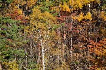 秋の色彩豊かな山の木々