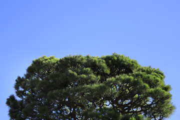 Fototapeta premium 松の木と青空