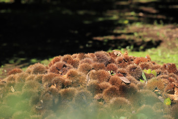 Fototapeta premium 栗の山