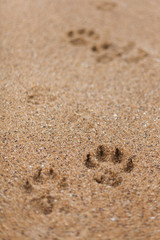 Paw prints in the grainy sand of Bells Beach