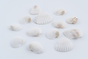 some white shells on a white background	