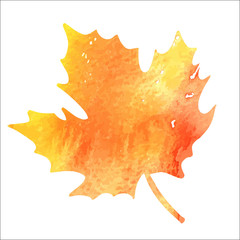 Bright orange watercolor autumn maple leaf isolated over white background