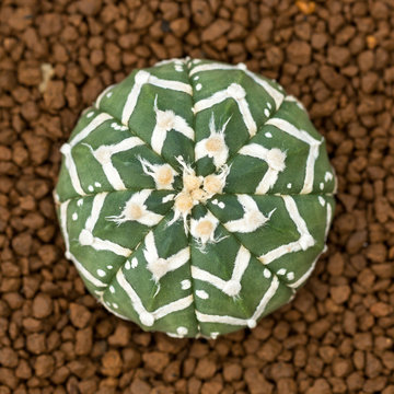 Top view of Astrophytum asterias v type cactus with soil background.