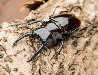 Male stag beetle on the wooden background.
