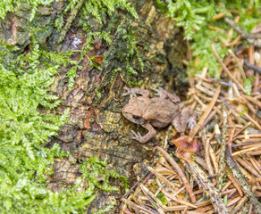 small common toad