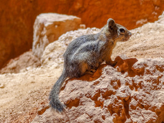 Golden-mantled ground squirrel