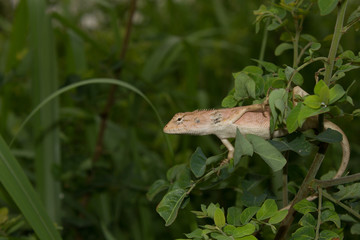 Lizard on a tree in the forest.