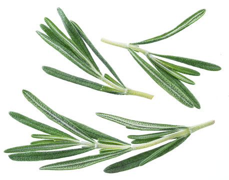 Rosemary herb.