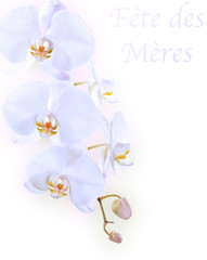 orchidée fête des mères 