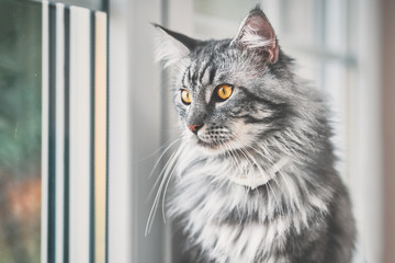 Fototapeta premium Zdjęcie pięknego kota rasy Maine Coon w stylu vintage, z efektem drobnych włókien filmowych