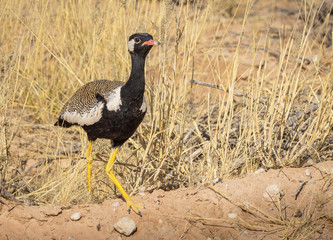 Northern Black Korhaan