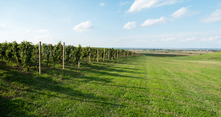 Fototapeta na wymiar Vineyard panorama landscape
