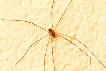 Opilión, segadora. Artrópodo, arácnido.
