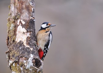 Great spotted woodpecker perched.