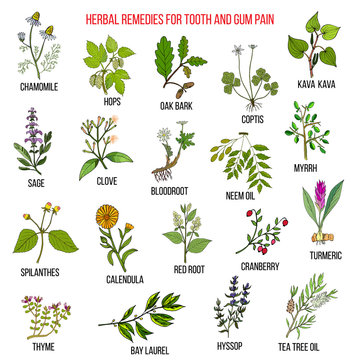 Best herbal remedies for tooth and gum pain