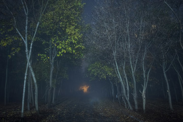 Obraz premium forest, a grove with bushes at night with a light fog 