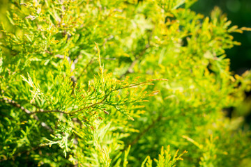 Green thuja bush in the garden. Selective focus.