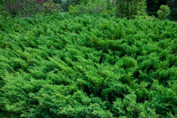 Green thuja bush in the garden. Selective focus.