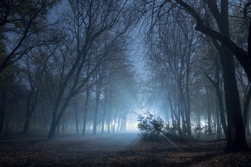 Fototapeta na wymiar forest at night with a light fog and bright light in the distance