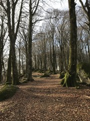 Bosco di faggi
