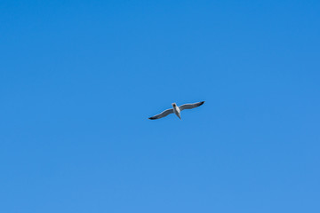 Obraz premium Seagull 2