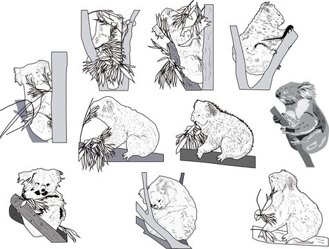 ten black sketches of koala on white background
