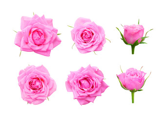 Set of pink roses on a white background, isolated with clipping path.