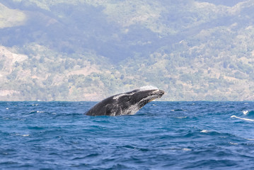 Whale breathing in Pacific ocean in front of Tahiti, panorama
