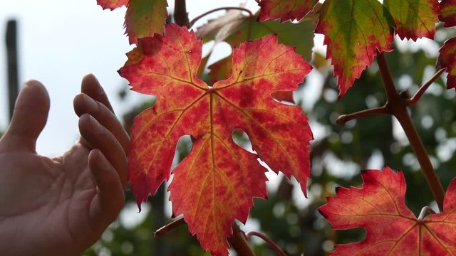 Mano su pampino foglia di vite autunno