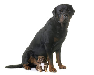 puppy chihuahua and rottweiler