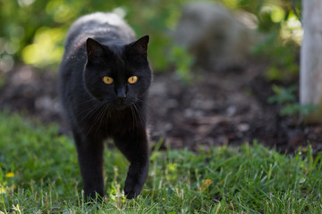 Naklejka na ściany i meble A black cat is walking throught the grass