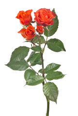 for bright red rose buds on stem