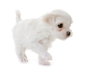 puppy maltese dog