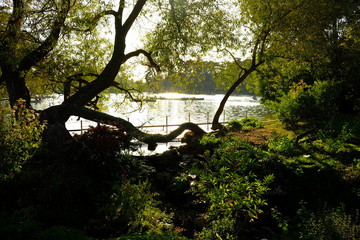 Dans la forêt, Paris, France