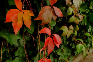 Automne à Paris, France