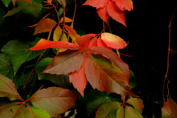 Feuilles d'automne à Paris, France