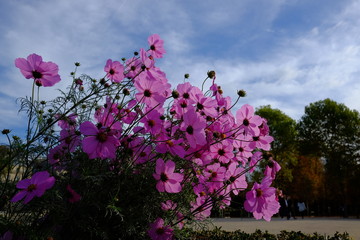 Fleurs d'automne à Paris, France