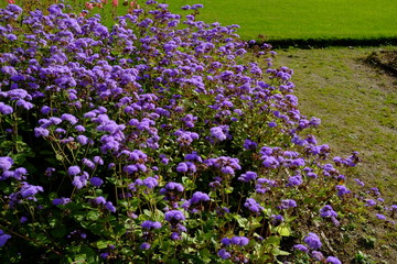 Fleurs d'automne à Paris, France