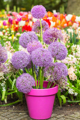 Flower head of Allium