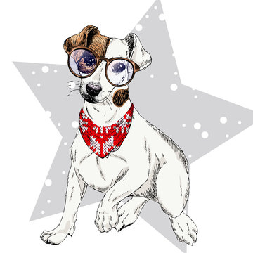 Vector portrait of Jack russel terrier dog wearing winter bandana and glasses. Isolated on star snow. Skecthed color illustraion. Christmas, Xmas, New year. Party decoration, promotion, greeting card