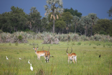 Wild Impala Antelope in African Botswana savannah