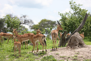 Wild Impala Antelope in African Botswana savannah