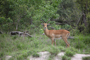 Naklejka na ściany i meble Wild Impala Antelope in African Botswana savannah