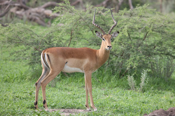 Wild Impala Antelope in African Botswana savannah