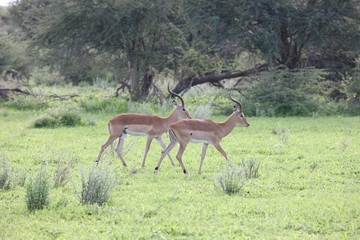 Wild Impala Antelope in African Botswana savannah