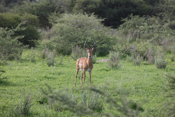 Wild Impala Antelope in African Botswana savannah