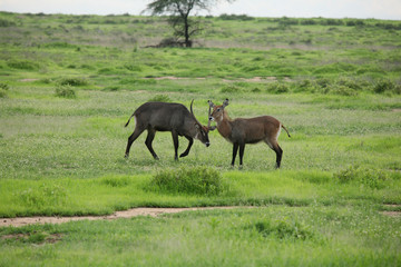 Fototapeta premium Wild Impala Antelope in African Botswana savannah